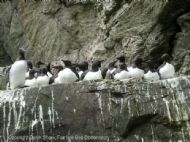 Common Guillemot colony, Uria aalge